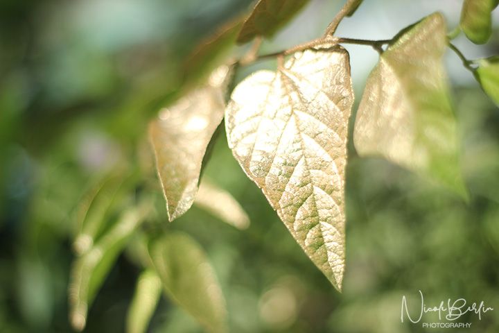 Close up of leaves spray painted gold