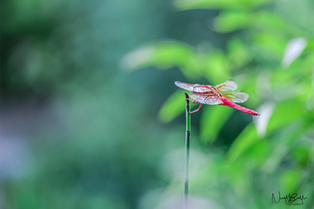 Red Dragonfly at Lady Bird Johnson Wildflower Center