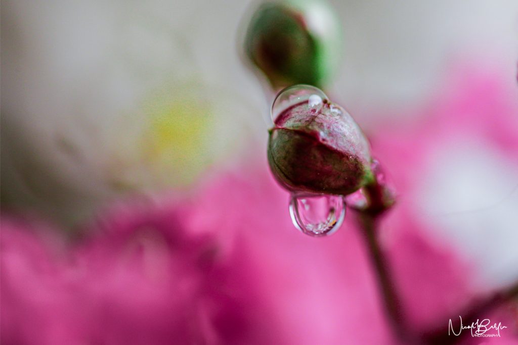 Pink Marco Flowers with Water Droplet